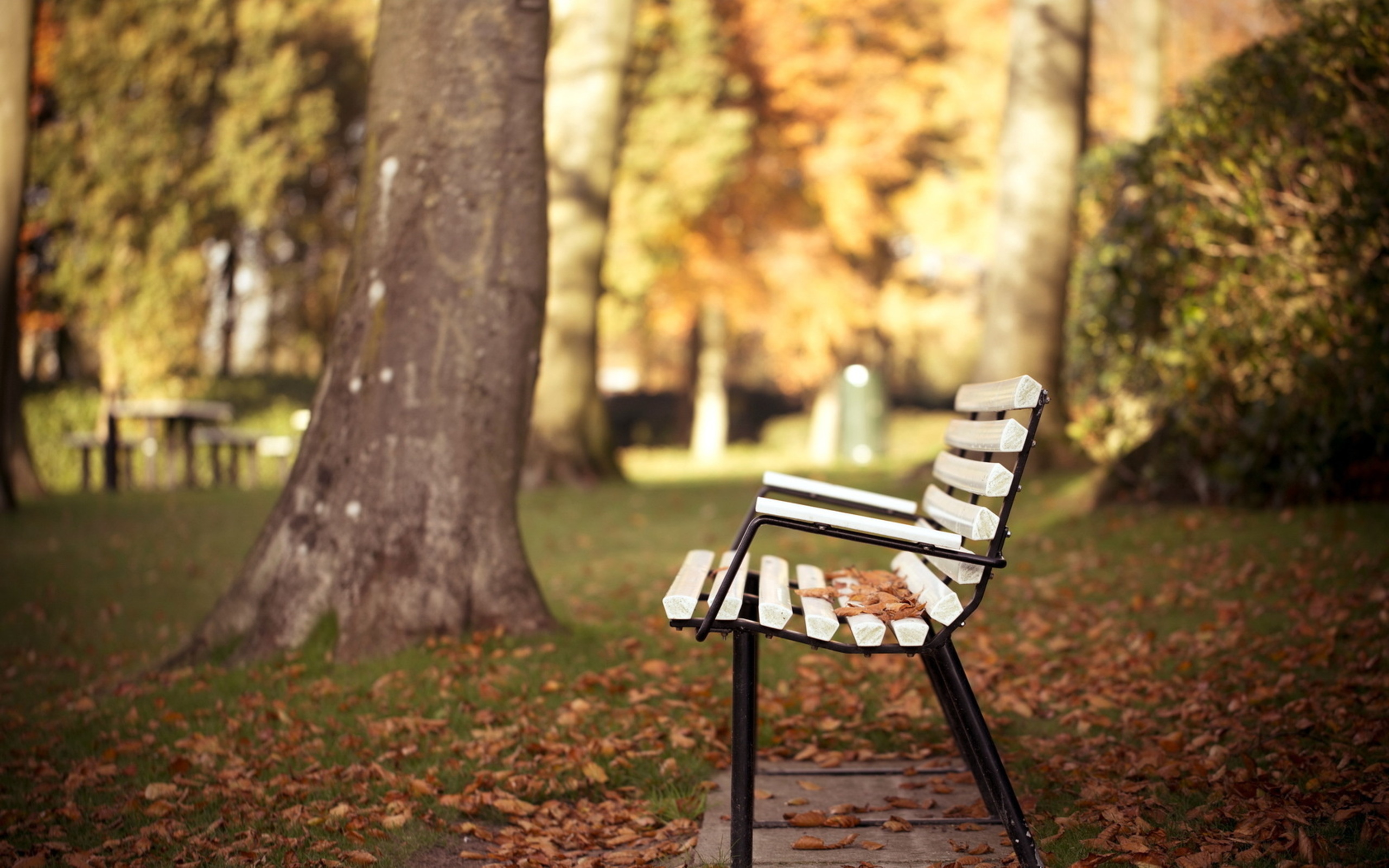 Park bench - A setting for joy